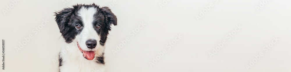 Fototapeta premium Zabawny portret ładny uśmiechnięty szczeniak border collie na białym tle. Nowy uroczy członek rodziny, mały piesek, który patrzy i czeka na nagrodę. Koncepcja opieki nad zwierzętami i zwierząt. Transparent
