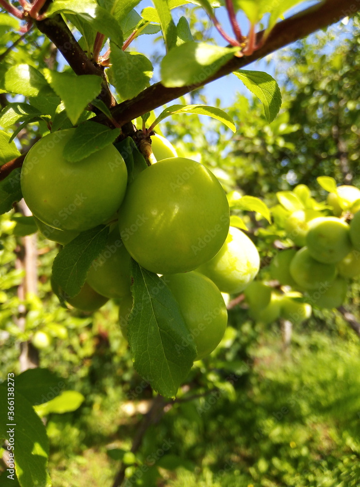 green apples on a tree green apples on a tree