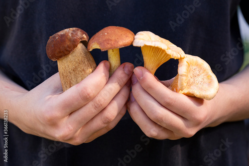 Various edible mushrooms in the hands of the girl. Vegetarian food.