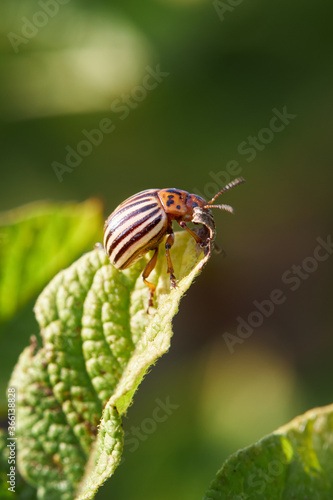 colorado beetle on green potato branch in home garden. close up. vertical orientation. copy space.