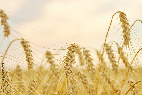 ripe wheat field close up. farming concept. harvest time.