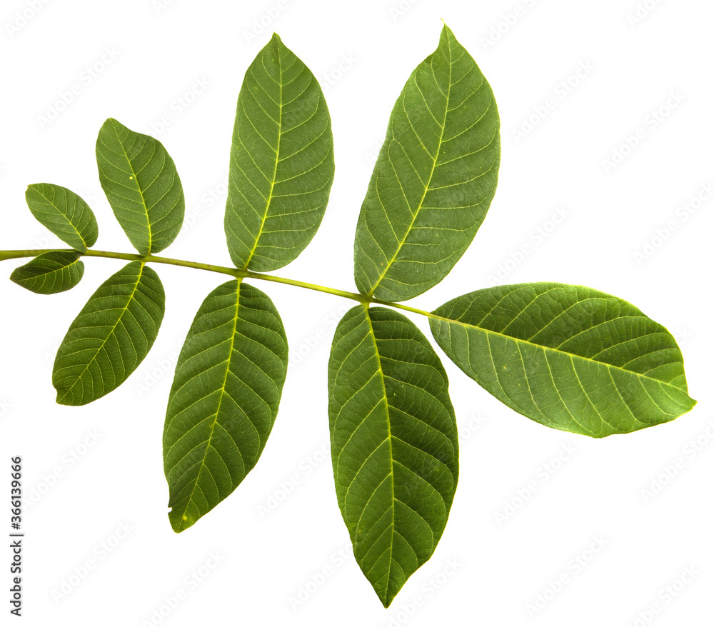 Fototapeta premium green walnut leaves on white background