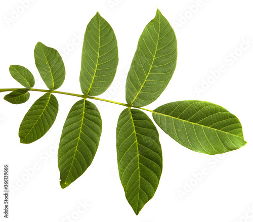 green walnut leaves on white background