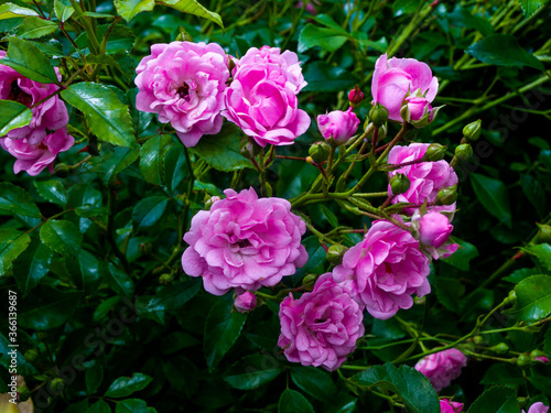 Roses in the botanical garden in Radzionk  w. Free space for entry ready.