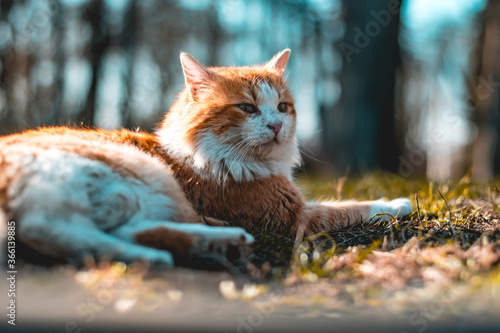 A low angle of a majestic brown and white-colored cat.
