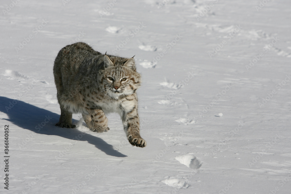 Bobcat in Sb=now Bobcat in Sb=now