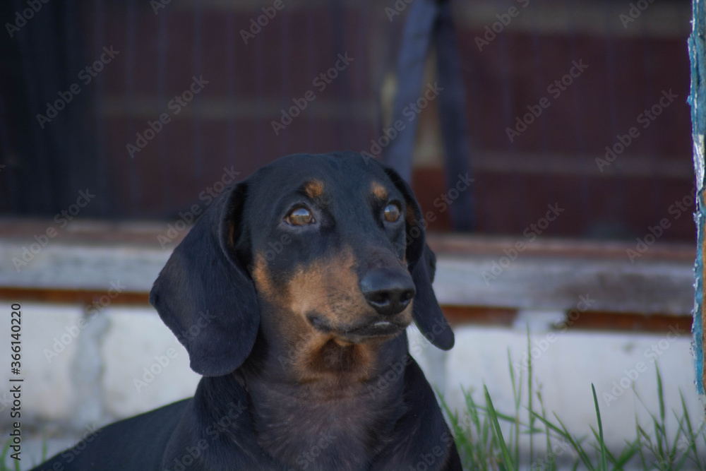 Portrait of dachshund.