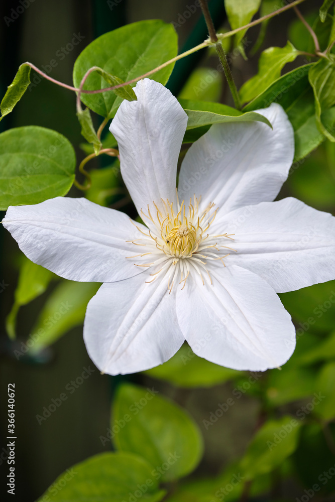 A beautiful flower of white Clematis close-up... A beautiful flower of white Clematis close-up...