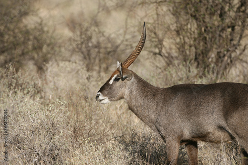 Photography Waterbuck antelope in Kenya , East Africa