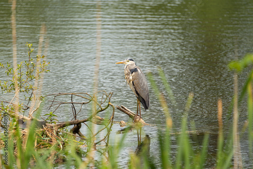 Canvastavla Grey Heron, Ardea cinerea perched on a tree on a lake