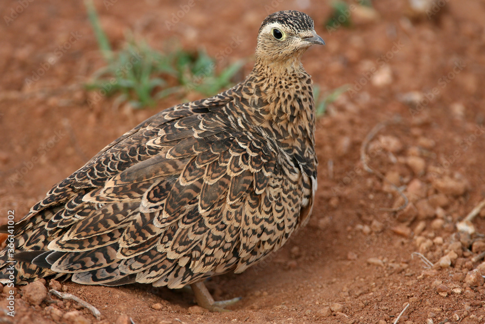 Female Sand Grouse in Red Volcanic Soil in East Africa Female Sand Grouse in Red Volcanic Soil in East Africa