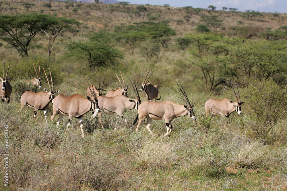Naklejka premium Oryx in Masai Mara Kenya Africa