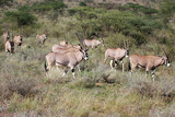 Oryx in Masai Mara Kenya Africa