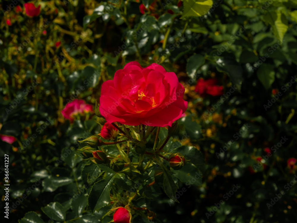 Obraz premium Roses in the botanical garden in Radzionków. Free space for entry ready.