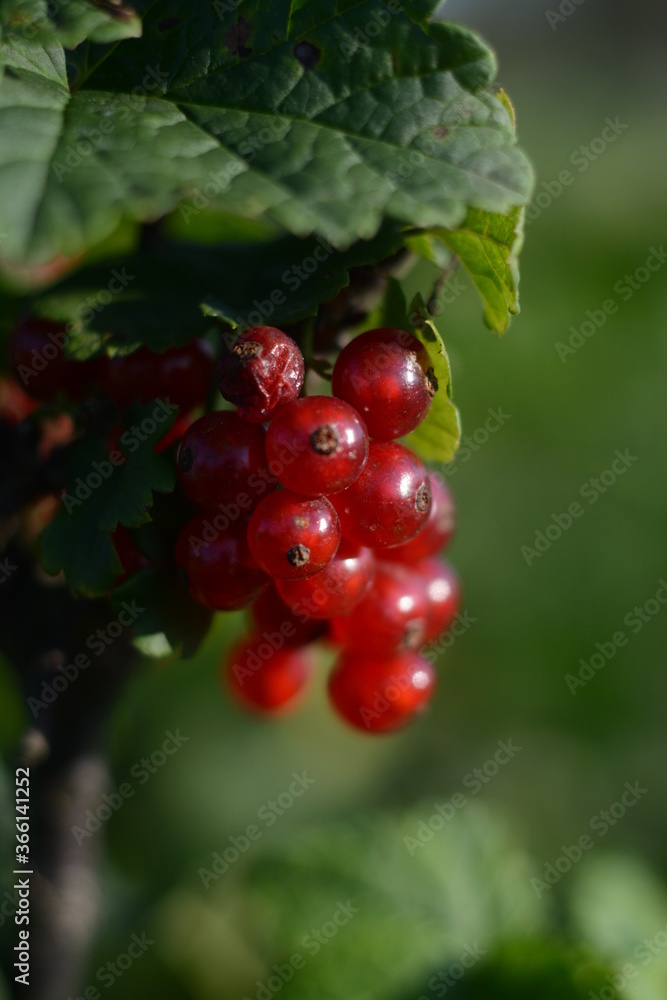 Bunch of red currant berries in the garden close-up Bunch of red currant berries in the garden close-up