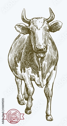 breeding cow. animal husbandry. livestock illustration on a white