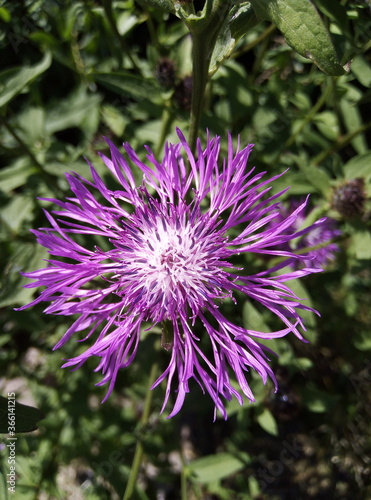purple thistle flower