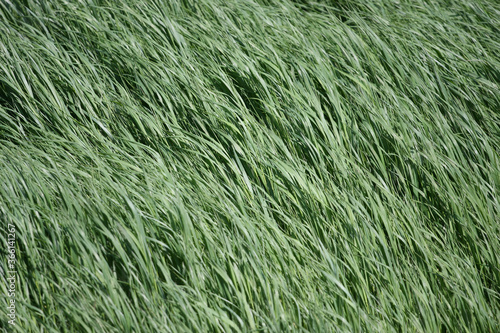Backgrounds of blowing grass