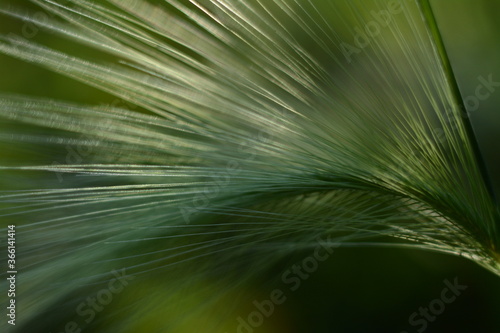 Barley  hordeum jubatum  grows in the meadow in summer