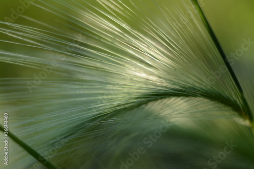 Ornamental barley (hordeum jubatum) close-up in the rays of the evening sun