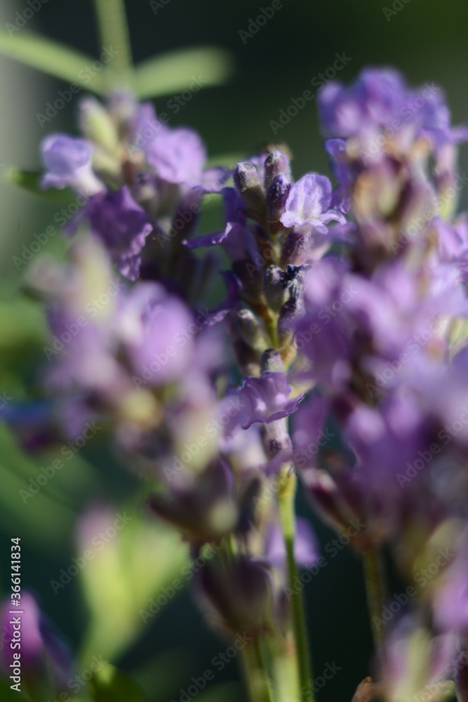 Obraz premium Purple lavender flower close up on blurred field background