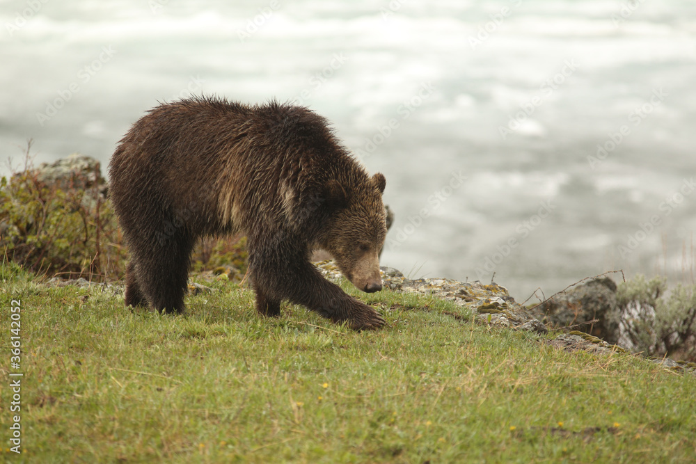 Young Grizzly Bear on the shore of Yellowstone Lake in Spring Young Grizzly Bear on the shore of Yellowstone Lake in Spring