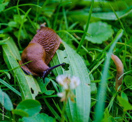 snail crawling on the grass,
wild clam,
leaves and grass