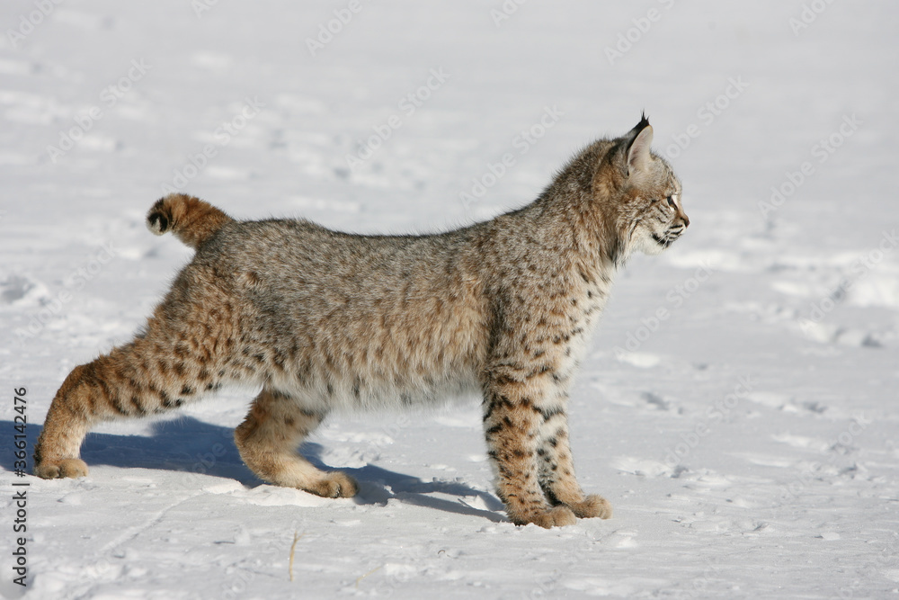 Bobcat in Snow Bobcat in Snow