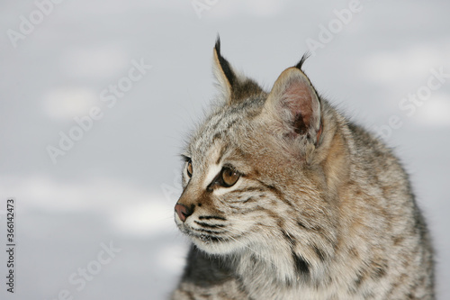 Bobcat in Snow