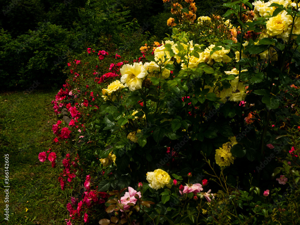 Roses in the botanical garden in Radzionków. Free space for entry ready. Roses in the botanical garden in Radzionków. Free space for entry ready.