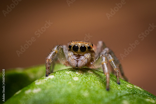 macro shot of a jumping spider over a basil leaf
