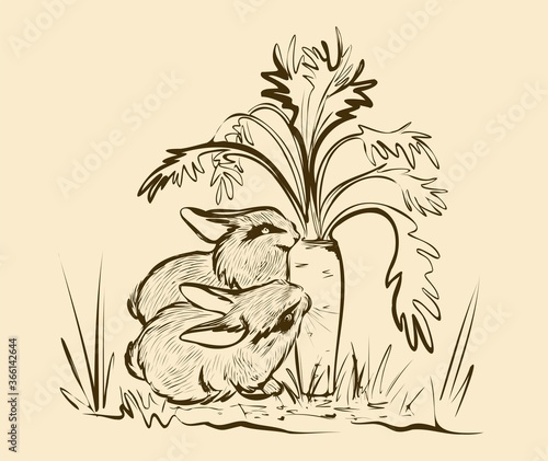 Cute tame rabbits are nibbling on a large carrot. Black and white hand-drawn drawing. Sketch.