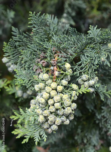 Branch with immature bumps of Cossack juniper (Juniperus sabina L.)