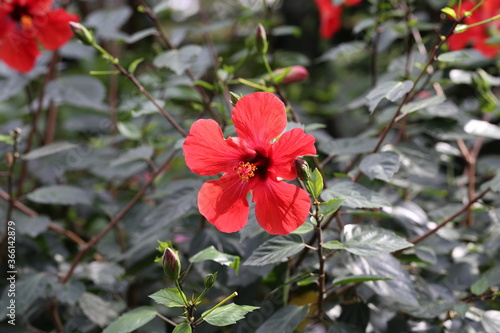 Flower of hibiscus and the green leaves