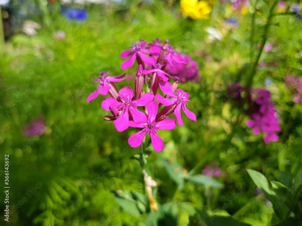 dwarf catchfly also garden catchfly (in german Nelken-Leimkraut also Garten-Leimkraut or Morgenröschen) Silene armeria dwarf catchfly also garden catchfly (in german Nelken-Leimkraut also Garten-Leimkraut or Morgenröschen) Silene armeria