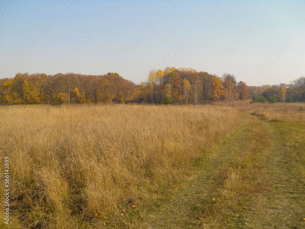 autumn in the field