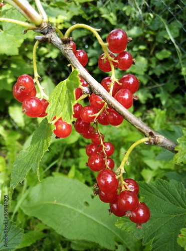 red currant berries