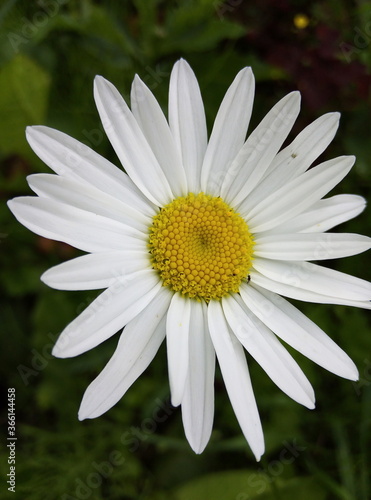 white daisy flower