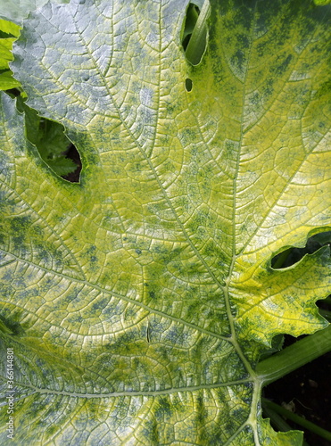 green leaf texture