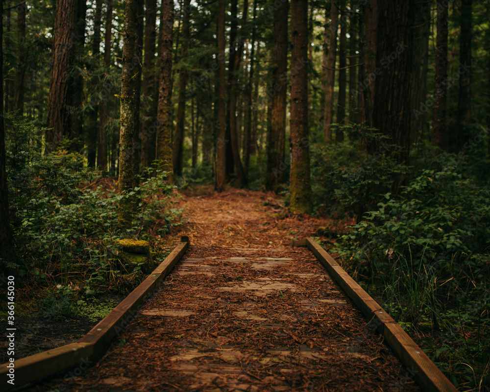 path in the woods path in the woods