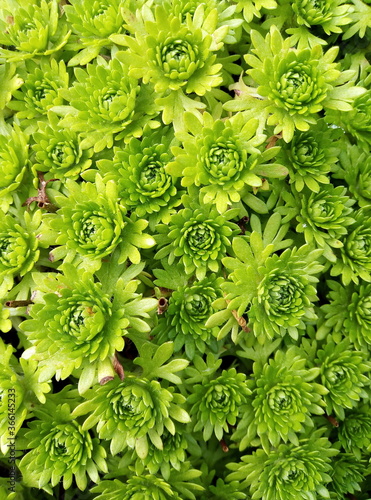 green leaves background