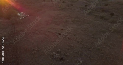 Aerial of Small Herd of cows grazing in rural landscape, country side plains in USA ranch then showing highway with Trucks going by and Sunset