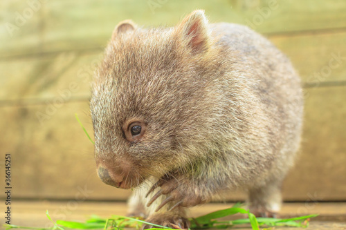 Closeup of a cute wombat joey, Vombatus ursinus, eating from man hand. Feeding wombat outdoor. The wombat is a herbivorous marsupial. side view.