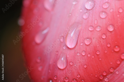 Tulpenblüte mit Wassertropfen - Makro