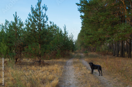 black labradore dog in the woods