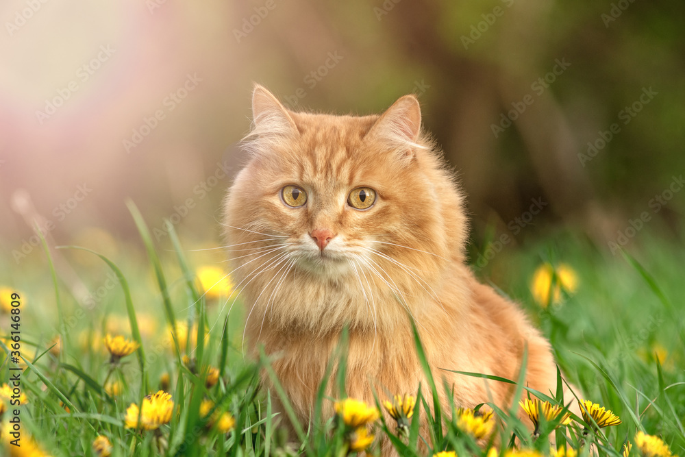 portrait red fur cat in green summer grass with yellow flowers background portrait red fur cat in green summer grass with yellow flowers background