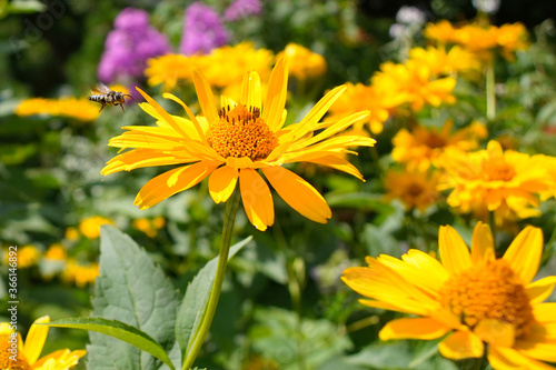 a bee in flight approaches a flower