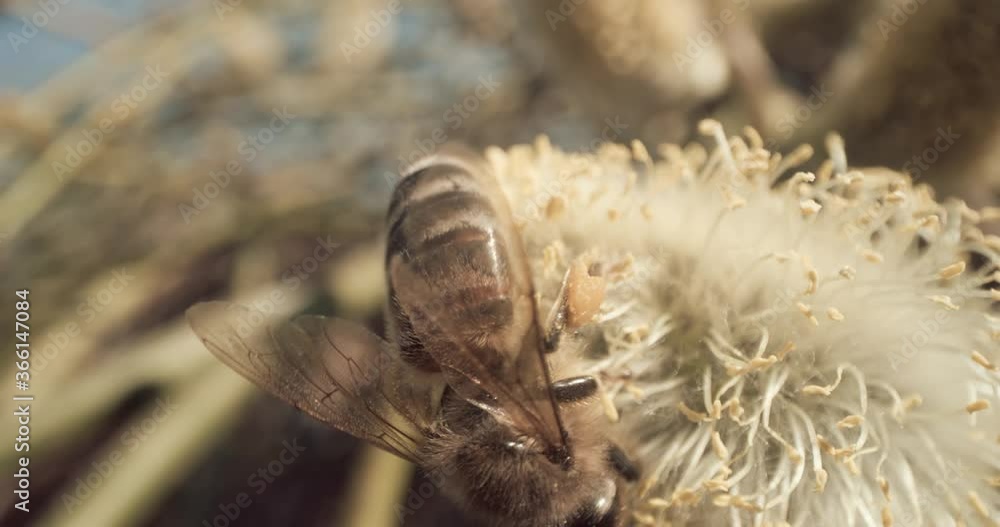 Honey Bee Macro Harvesting Pollen Hovering Flower Slow Motion 8K Red Honey Bee Macro Harvesting Pollen Hovering Flower Slow Motion 8K Red