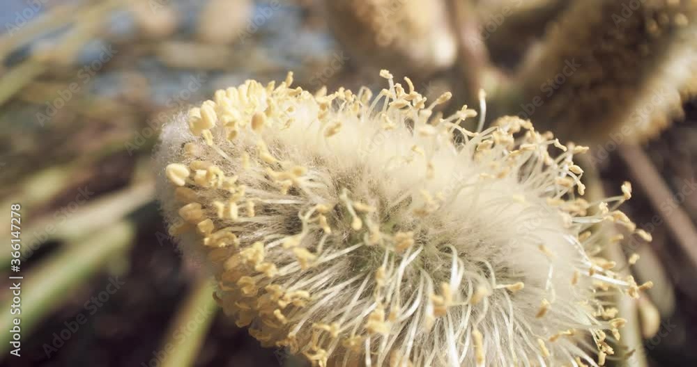 Honey Bee Macro Harvesting Pollen Hovering Flower Slow Motion 8K Red Honey Bee Macro Harvesting Pollen Hovering Flower Slow Motion 8K Red