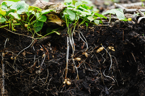 Close-up of pants roots in soil photo